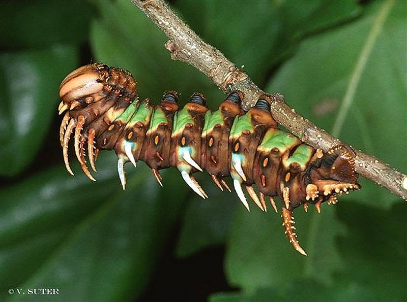 SATURNIIDAE World Homepage für den Saturniidenfreund